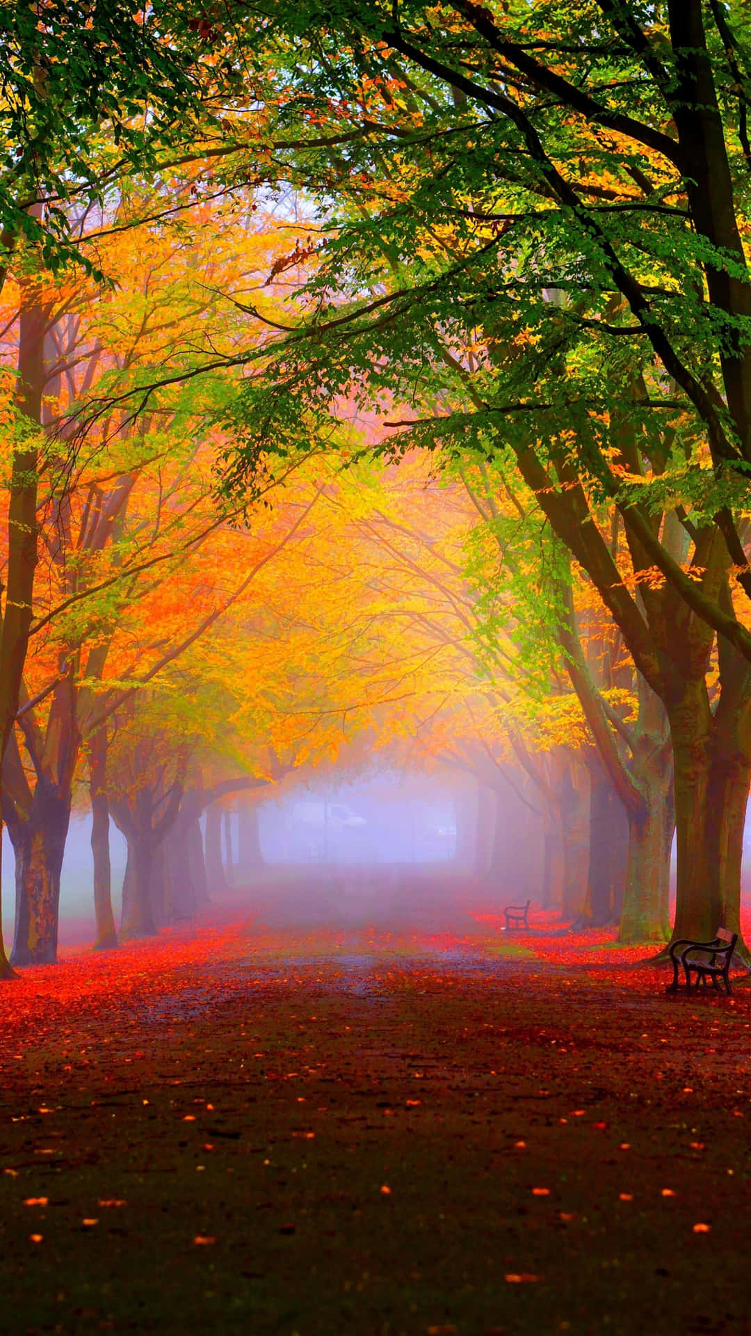 Download Enjoy The Falling Leaves Of Autumn Wallpaper | Wallpapers.com