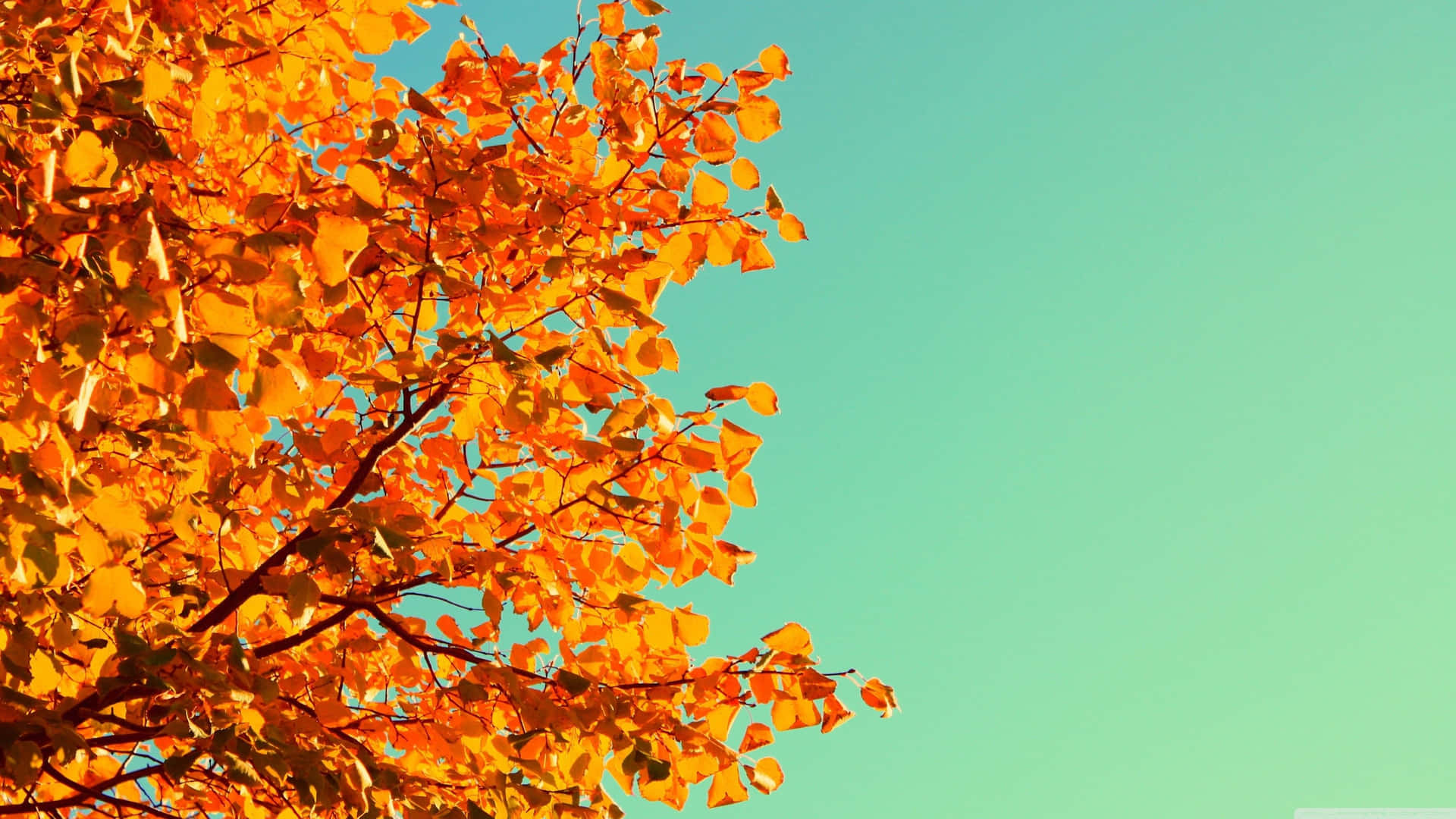 Taucheein In Die Schönheit Des Herbstes Wallpaper