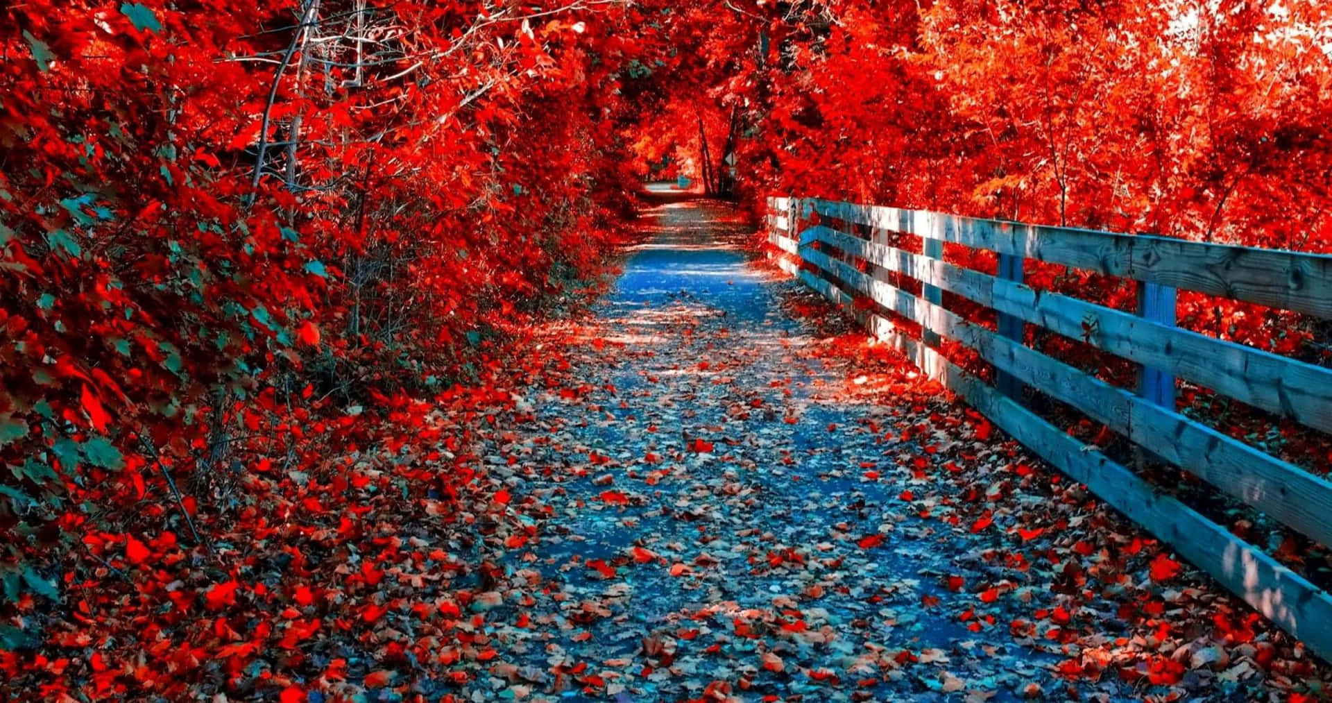 Red Leaves On A Wooden Walkway Wallpaper