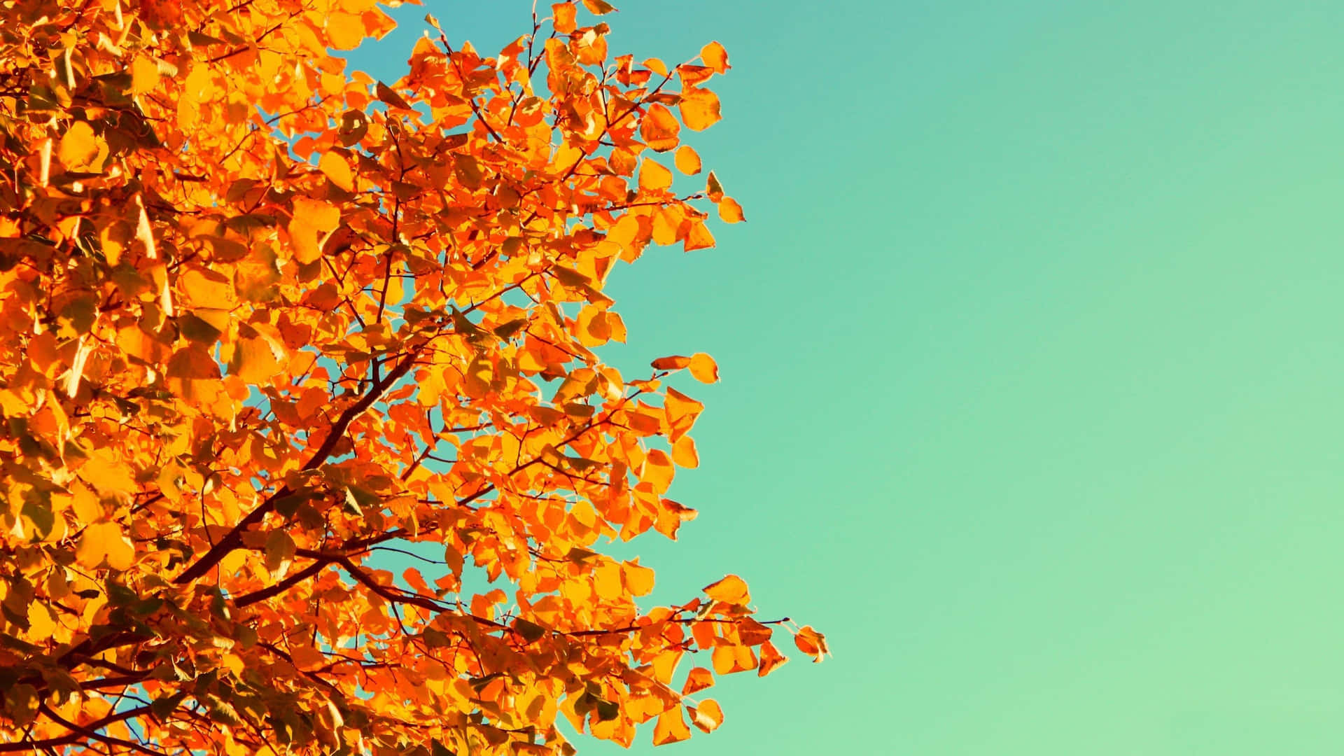 Enjoy the colors of Autumn with this adorable desktop background Wallpaper