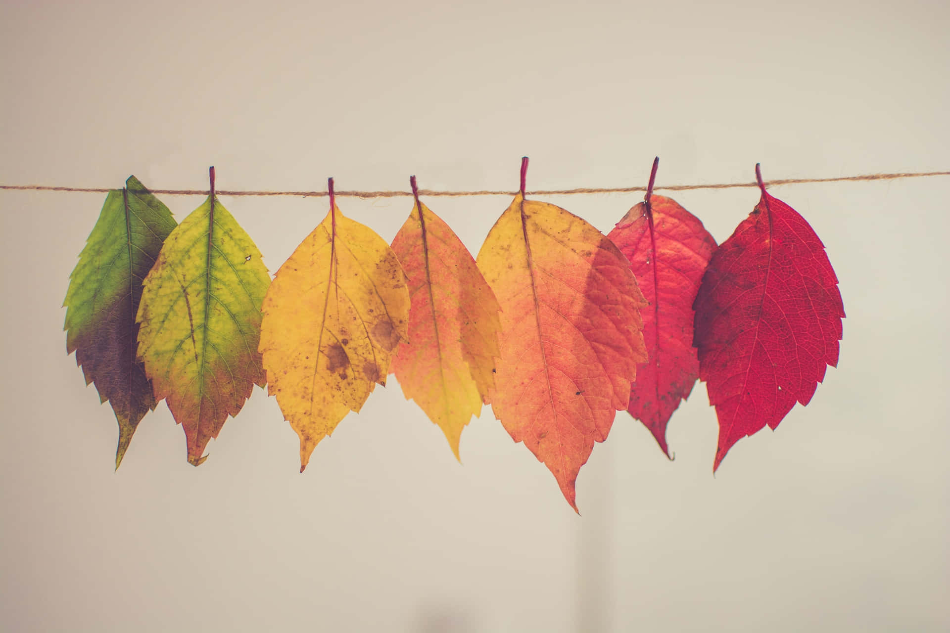 Einesüße Szene Des Herbstes Mit Bunten Blättern, Einem Weißen Kürbis Und Einem Kleinen Pelzigen Freund. Wallpaper