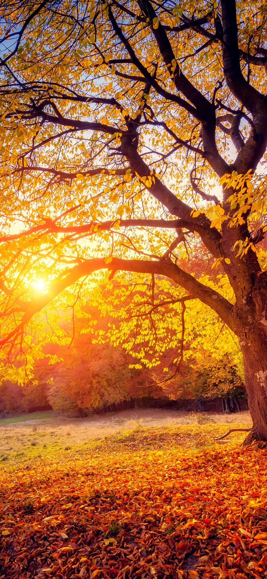 Glowing Sun And Cute Autumn Iphone Wallpaper
