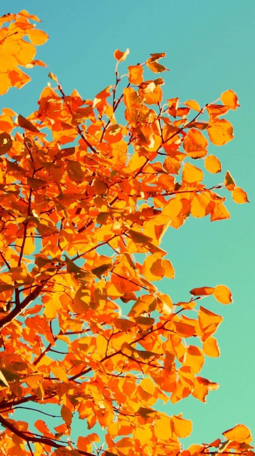 Cute Autumn Iphone Leaves And Sky Wallpaper
