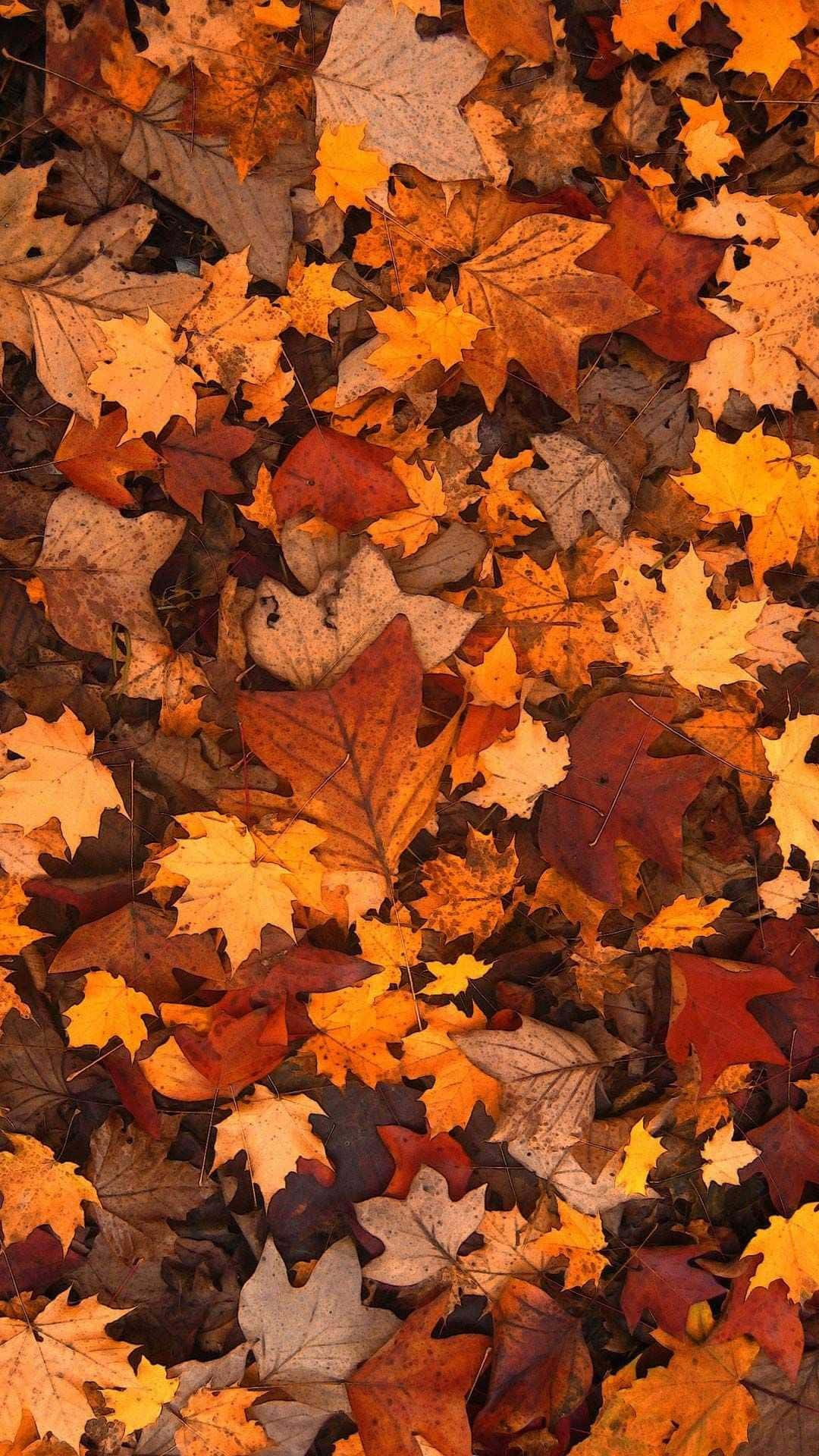 Hübscherhaufen Getrockneter Blätter Als Niedliches Herbstmotiv Für Das Iphone. Wallpaper