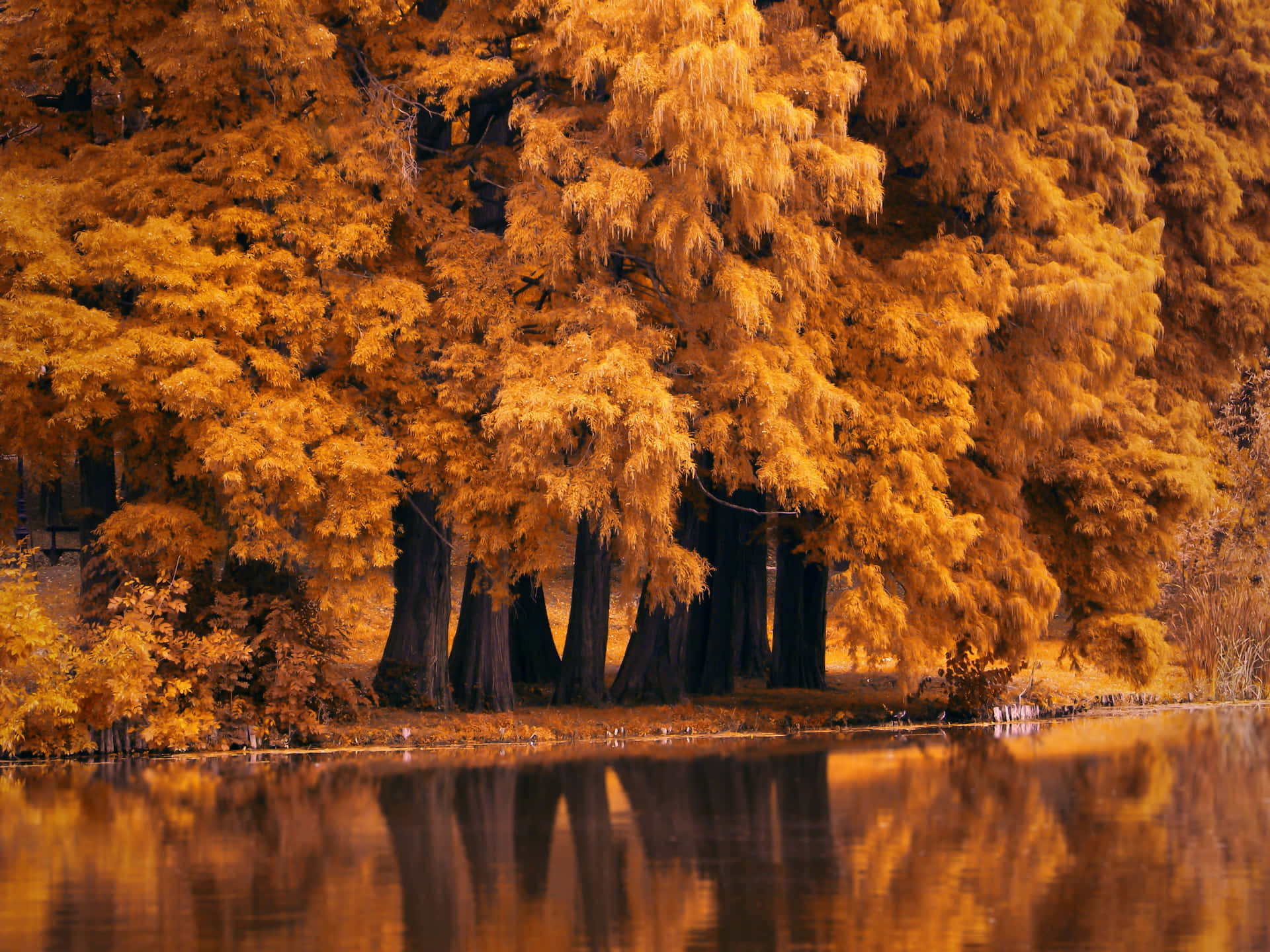 Cute Autumn Mustard Yellow Trees Wallpaper