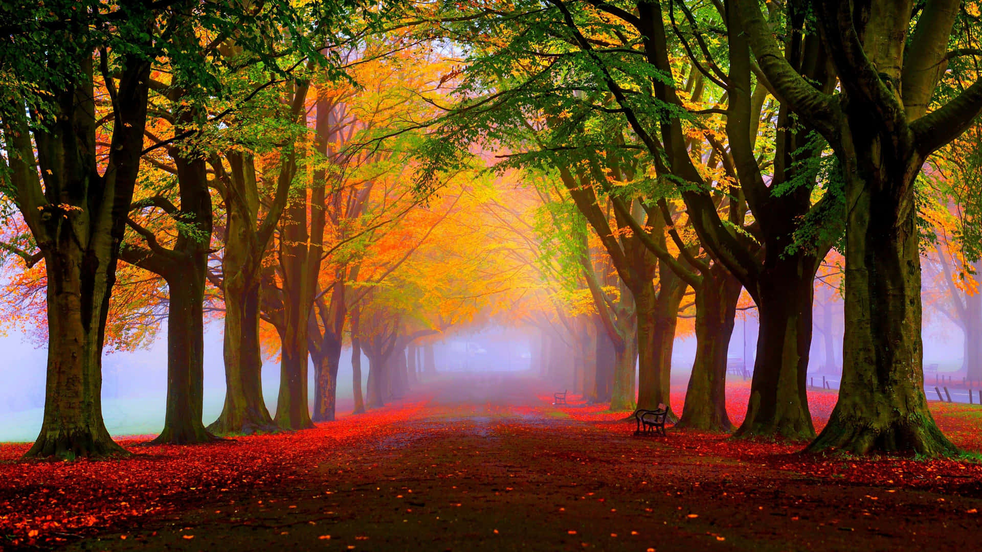 Cute Autumn Road Lined By Trees Wallpaper