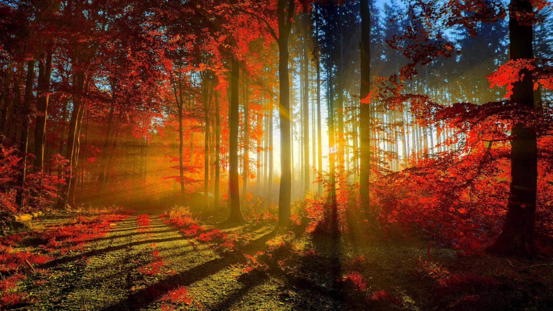 Light Seeping Through Cute Autumn Forest Wallpaper