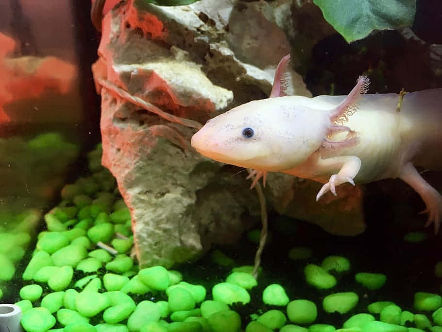 Sød Axolotl-baby i et akvarium Wallpaper