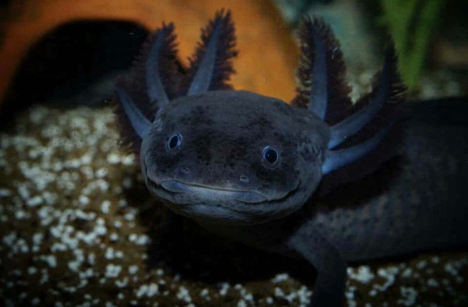 Download Cute Axolotl Color Black Close Up Shot Wallpaper