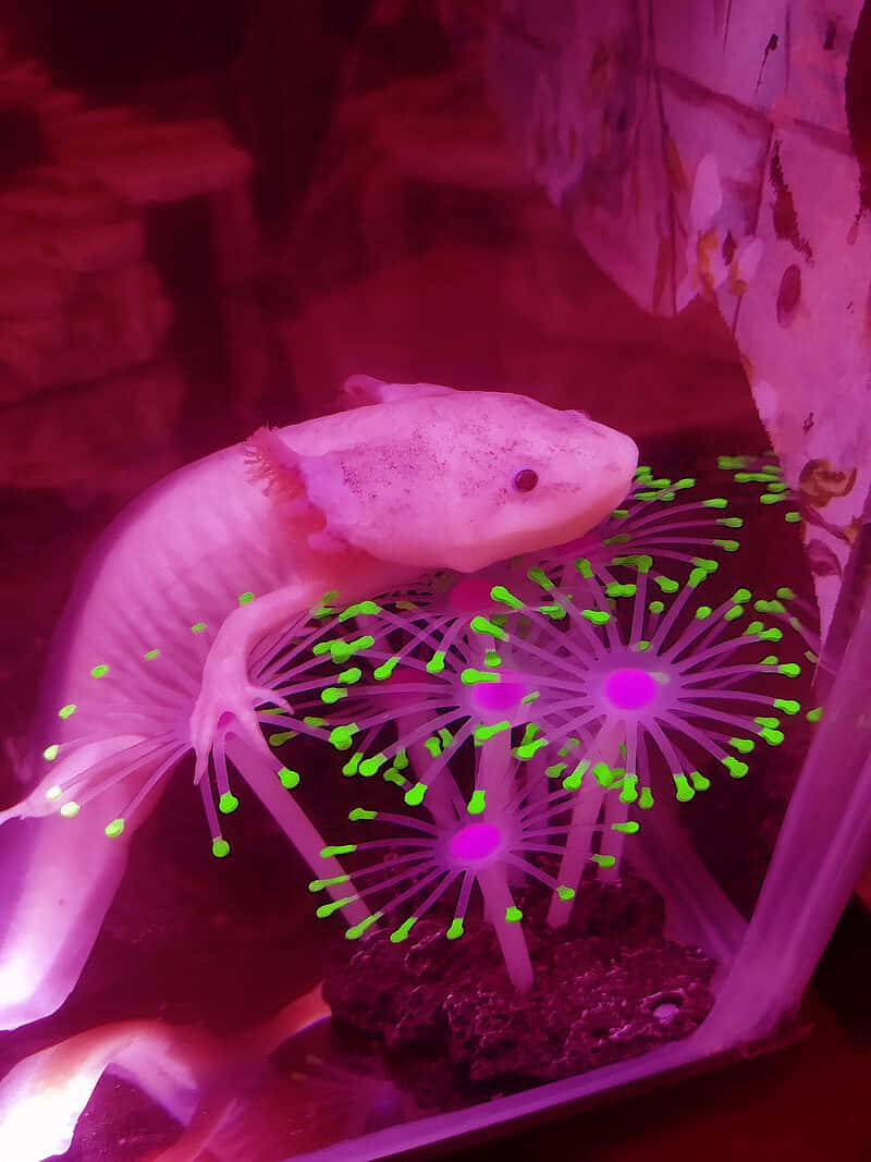 Sød axolotl i et akvarie med bioluminescent skærm Wallpaper