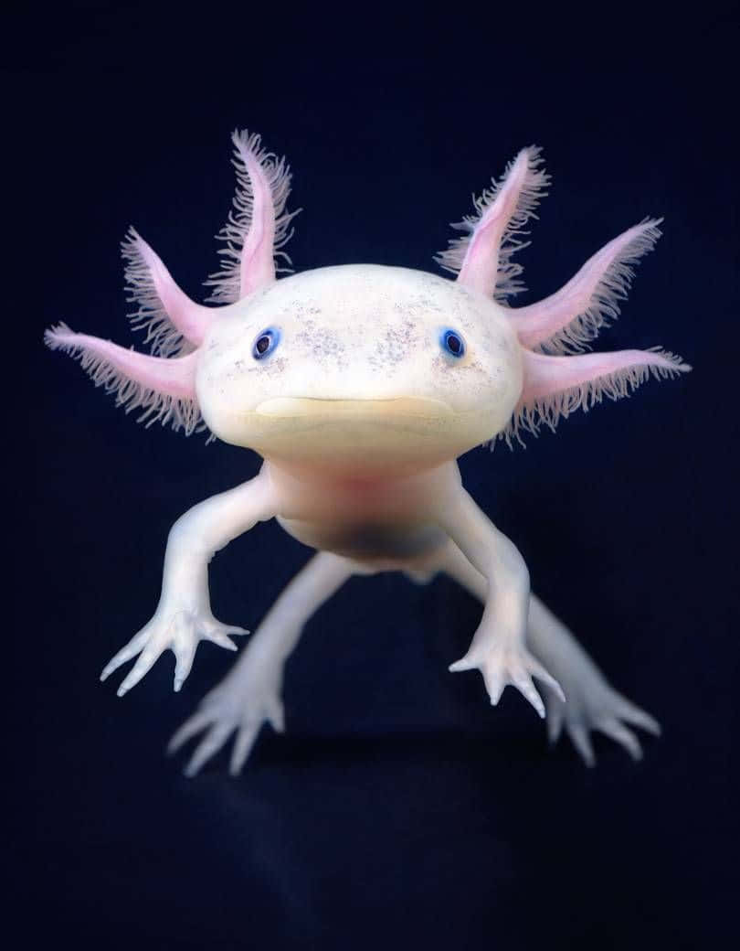 Cute Axolotl Pictures 810 X 1040 Picture