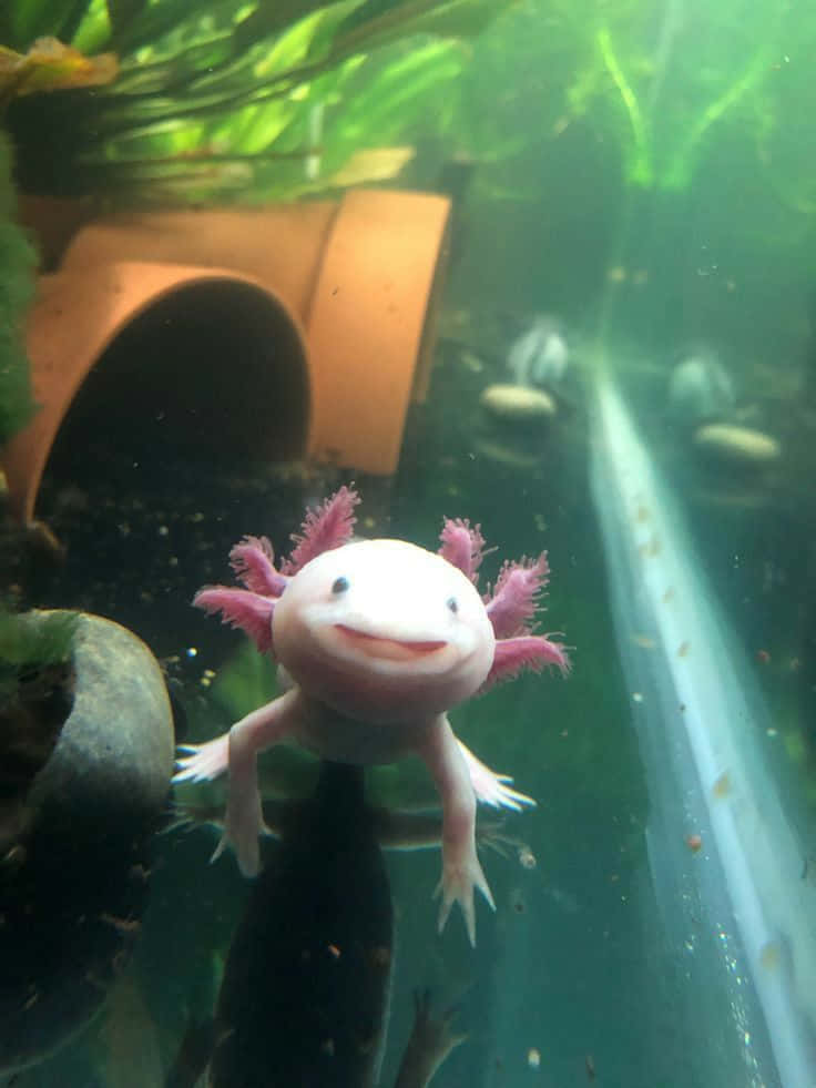 Cute Axolotl Happy Smile Swimming Amphibian Picture