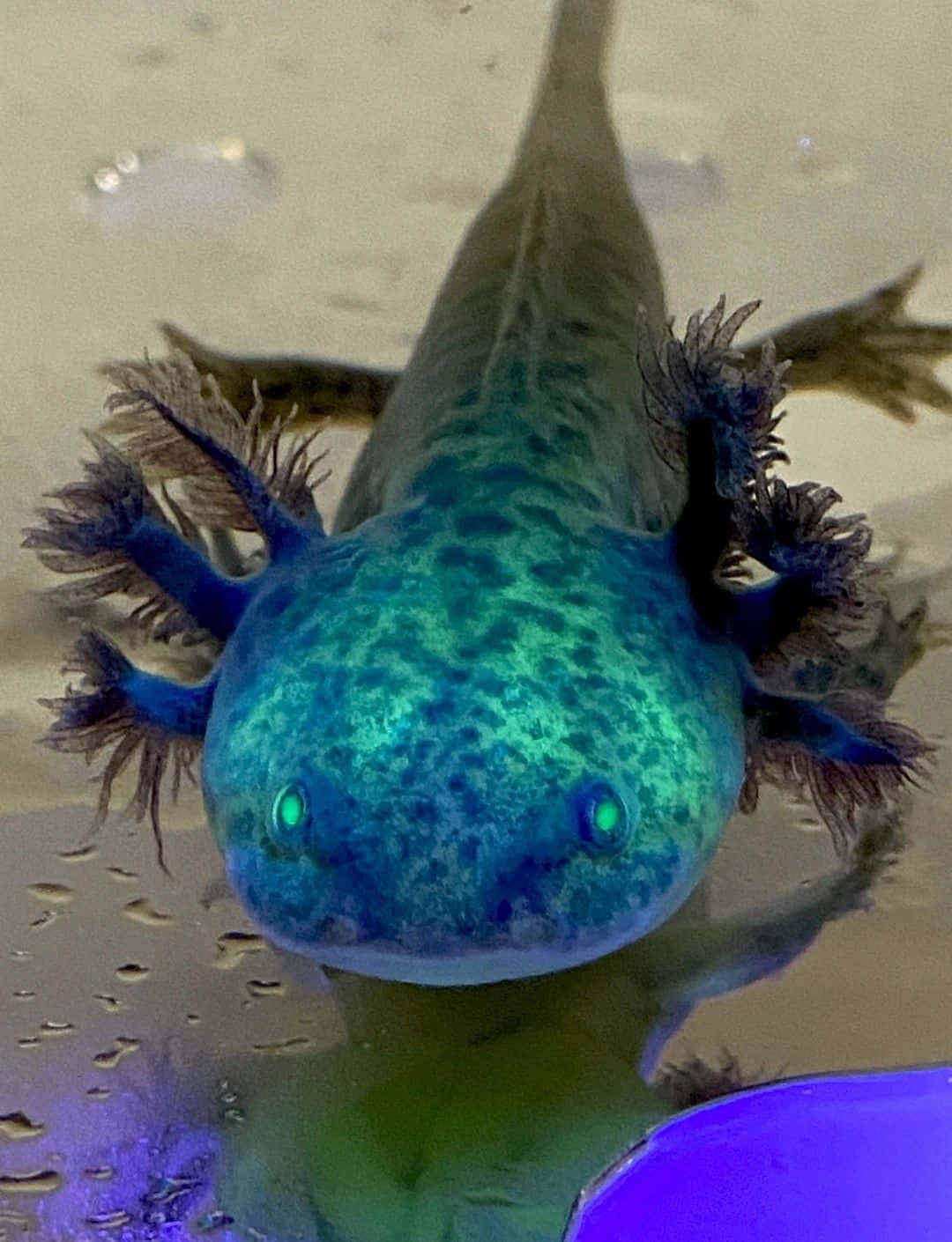 Cute Axolotl Neon Green Underwater Amphibian Picture