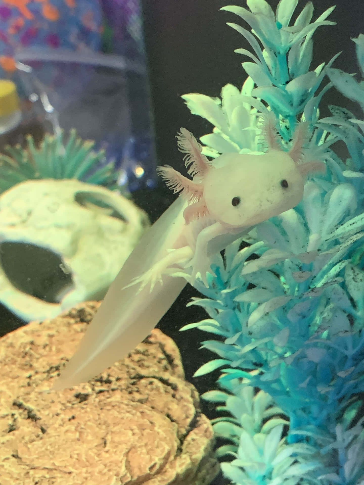 Carinafoto Di Axolotl Che Si Nasconde Dietro Un Cespuglio
