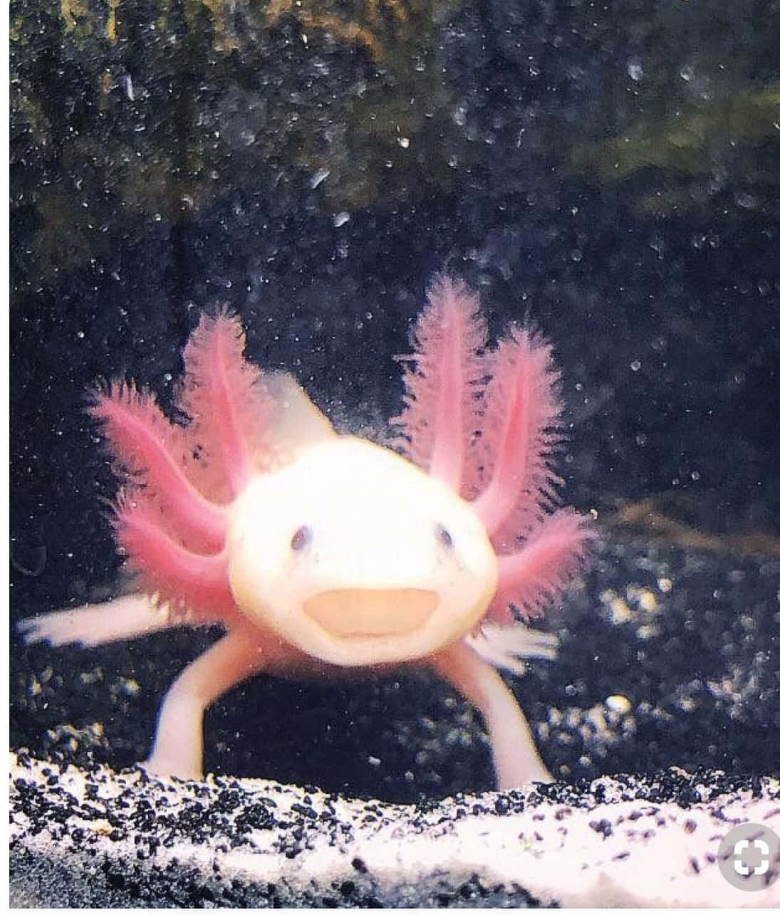 Cute Axolotl Screaming Underwater Animal Picture