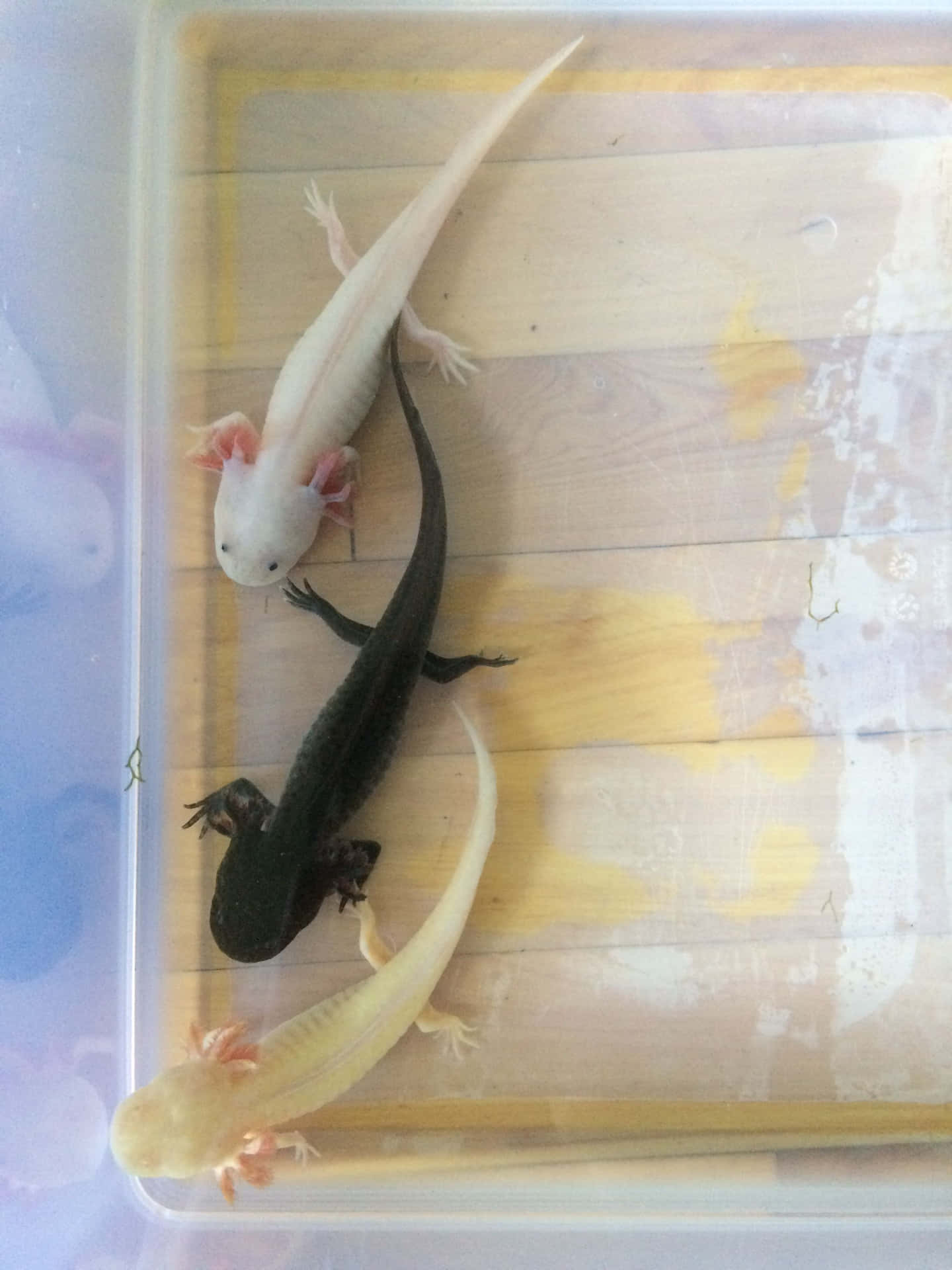 Cute Axolotl Black Yellow Pink Colored Amphibians Picture