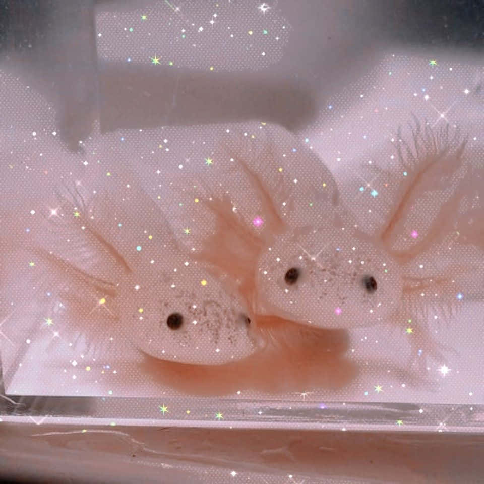 Cute Axolotl Couple Glittery Amphibian Picture