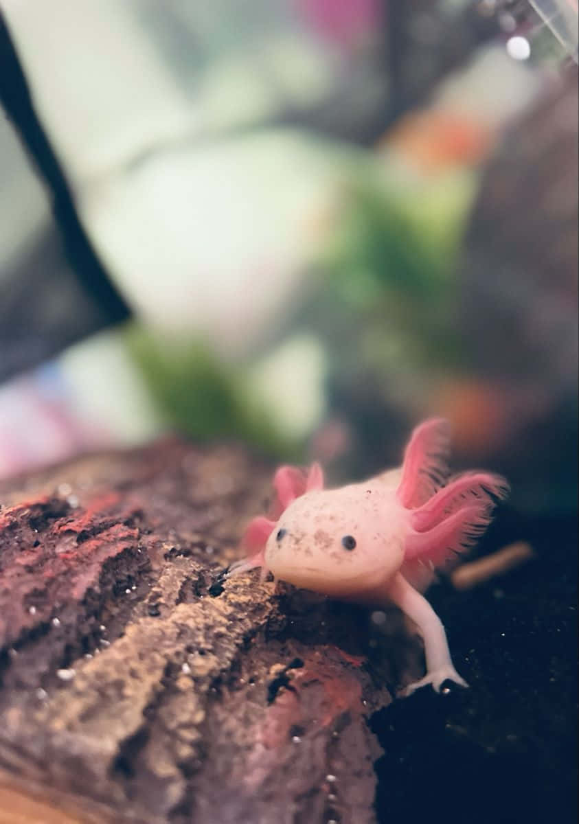 Cute Axolotl Small Baby Underwater Amphibian Picture