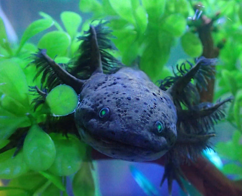 Cute Axolotl Black Color Smiling Photography Picture