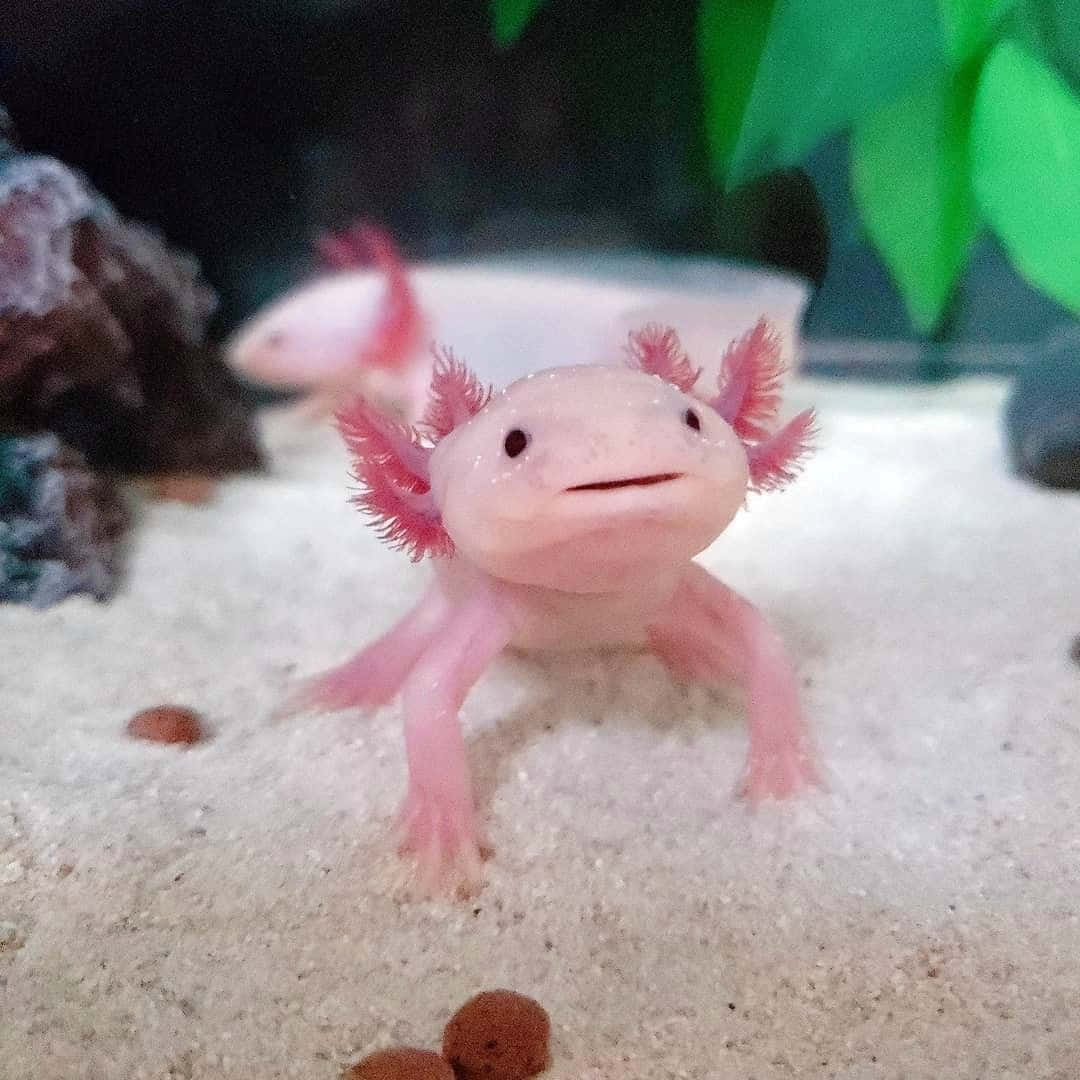 Cute Axolotl Looking Up Underwater Amphibian Picture