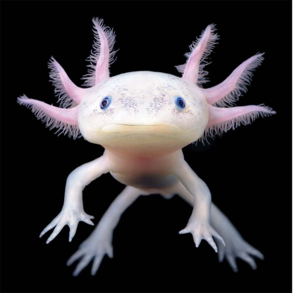 Cute Axolotl Underwater Amphibian Photography Picture