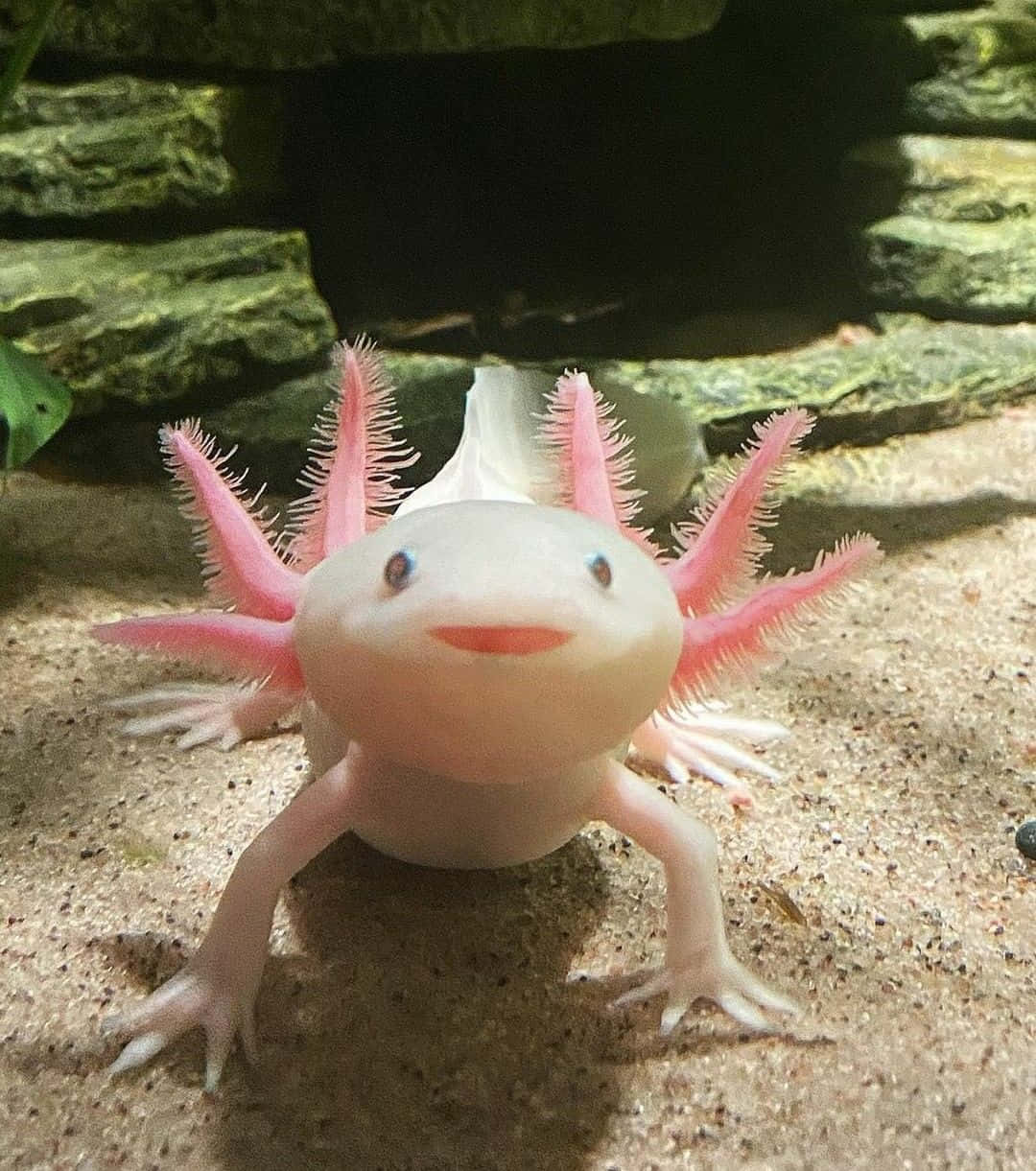 Cute Axolotl Looking Up Smiling Picture
