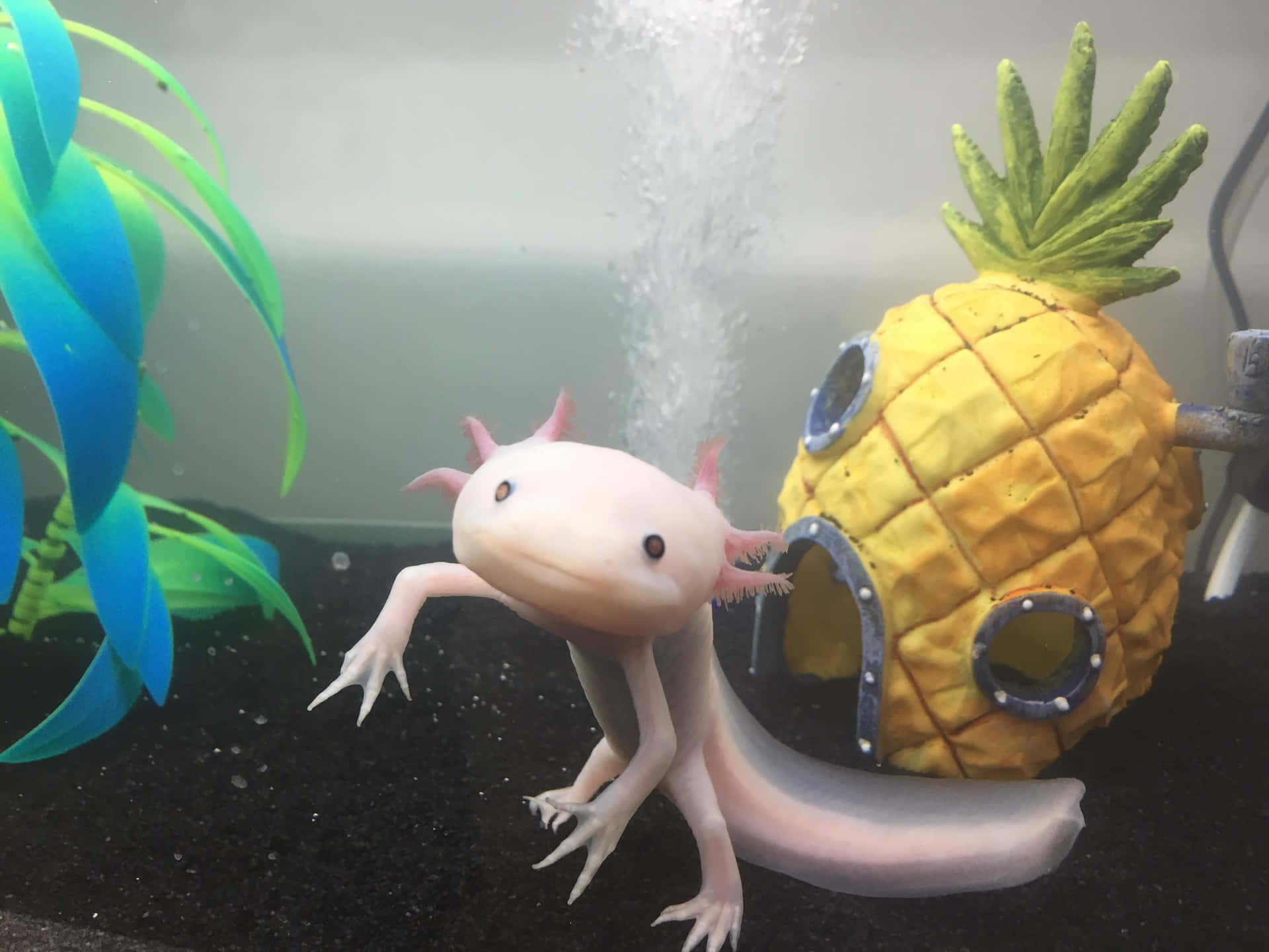 Cute Axolotl Swimming Pineapple House Amphibian Picture