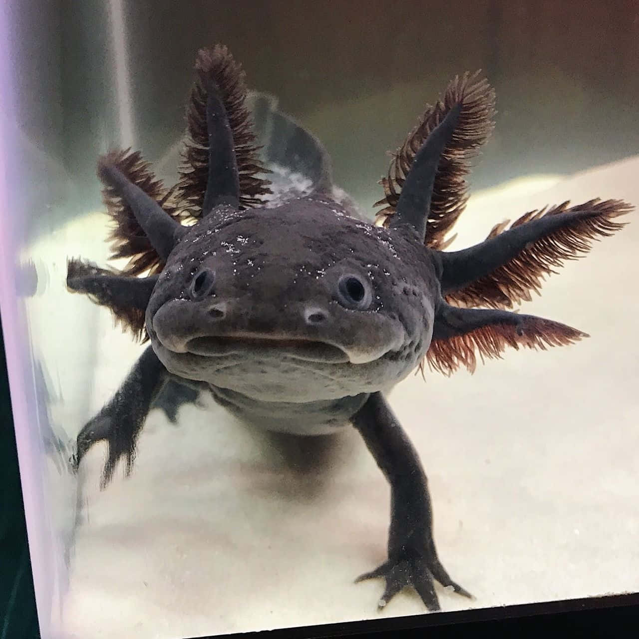 Cute Axolotl Black Color Underwater Amphibian Picture