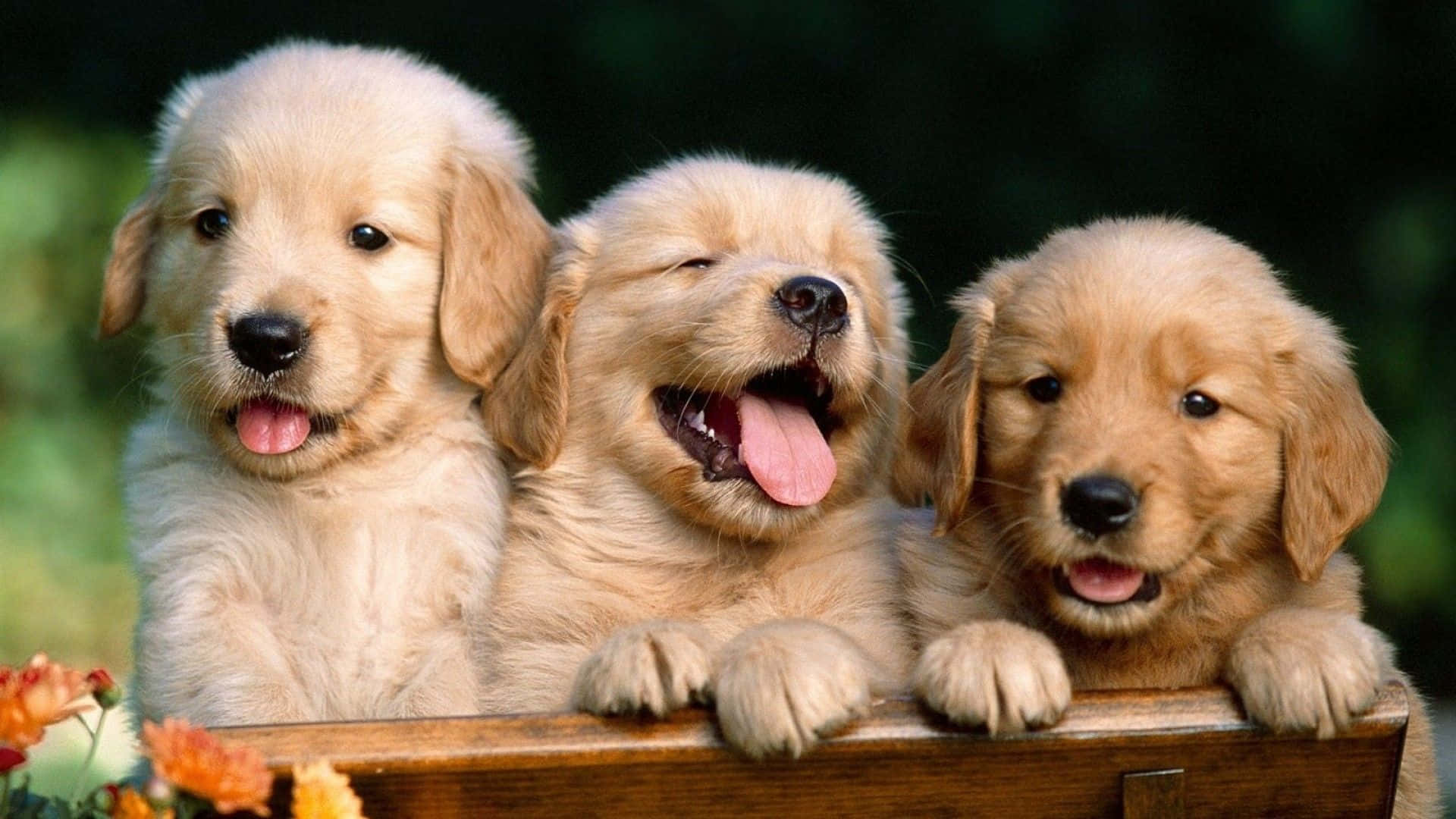 Three Golden Retriever Puppies Sitting On A Wooden Bench