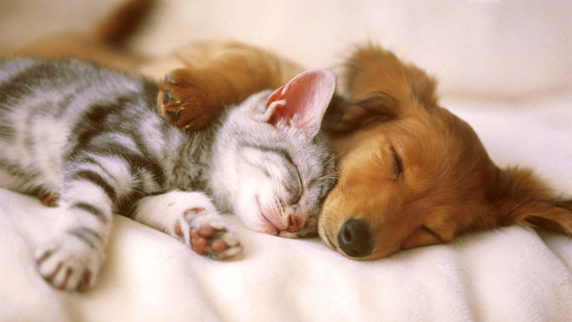 En kat og en hund, der sover sammen på en seng af blomster