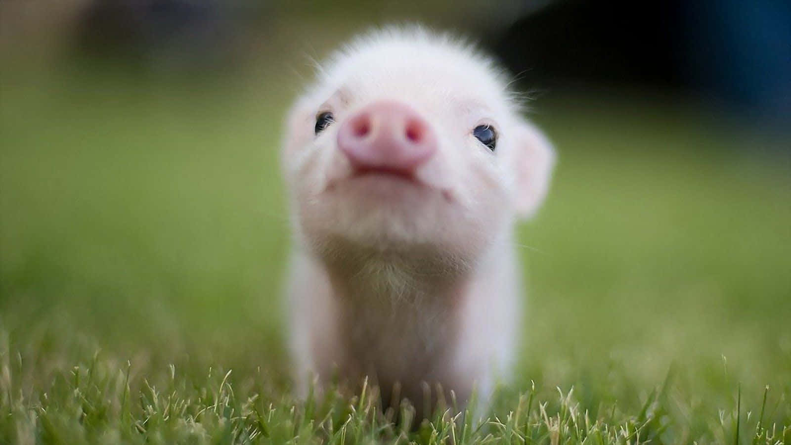 En lille gris står i græsset