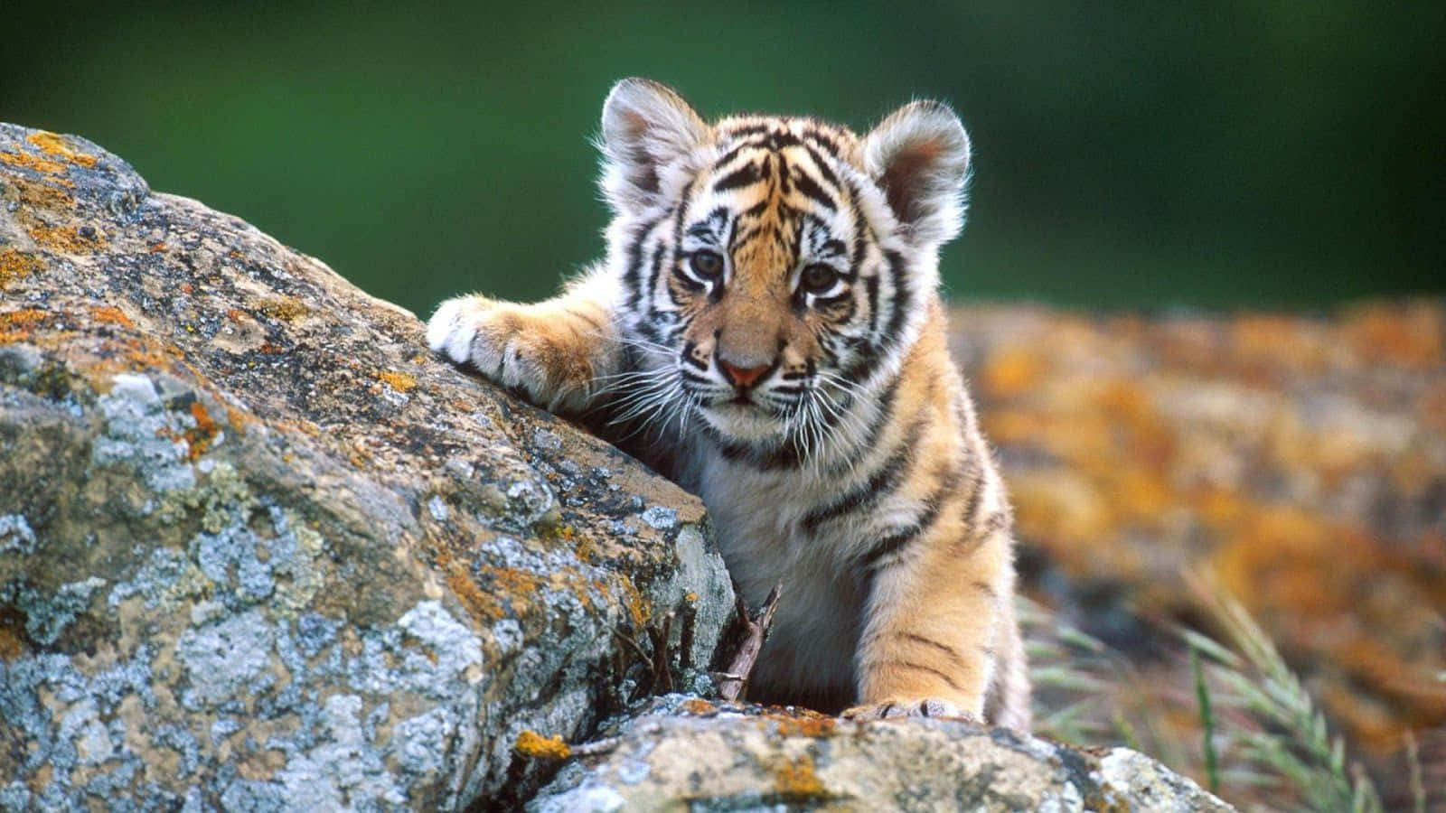 A Tiger Cub Is Sitting On A Rock