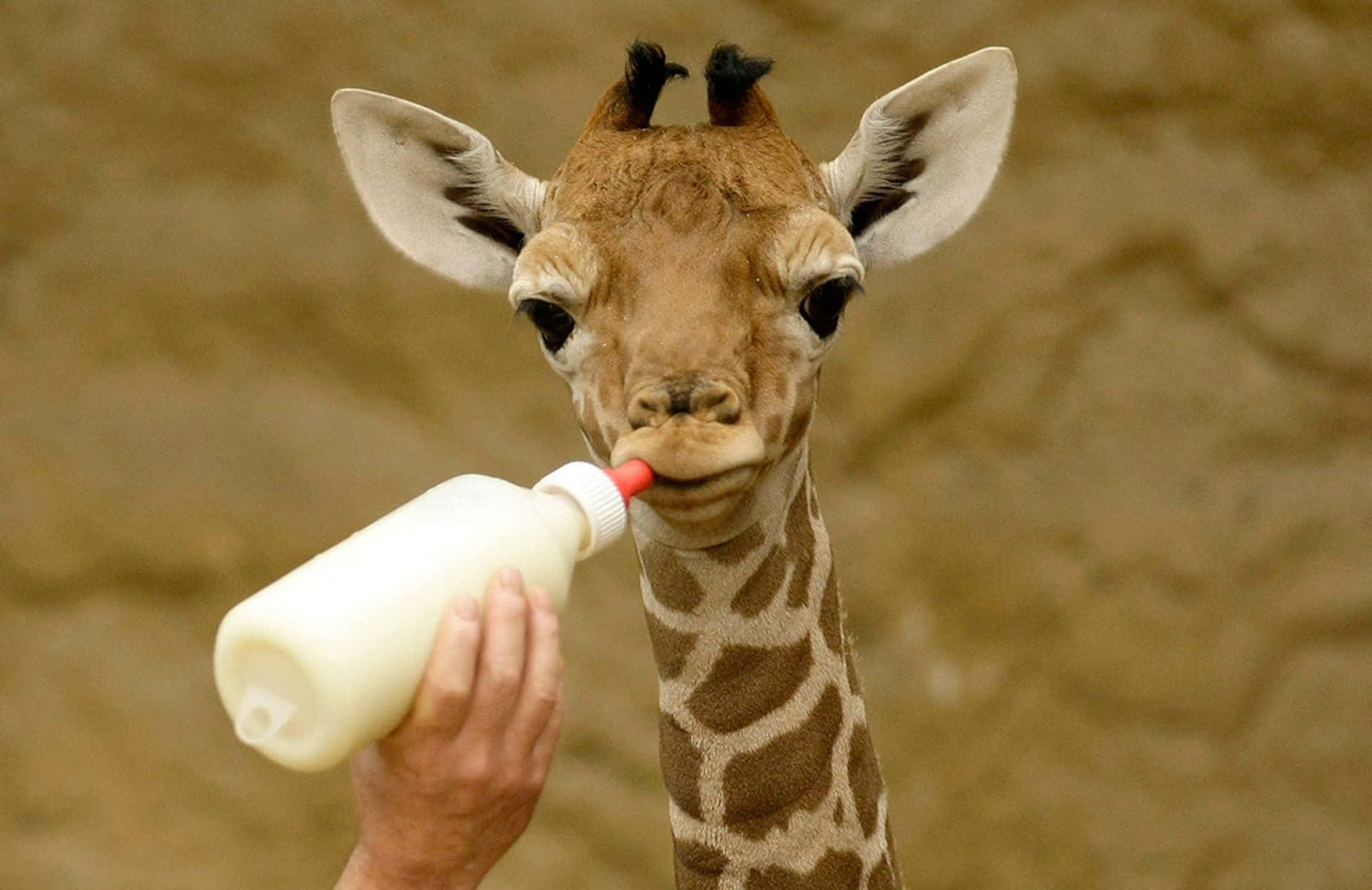 A Giraffe Is Being Fed Milk
