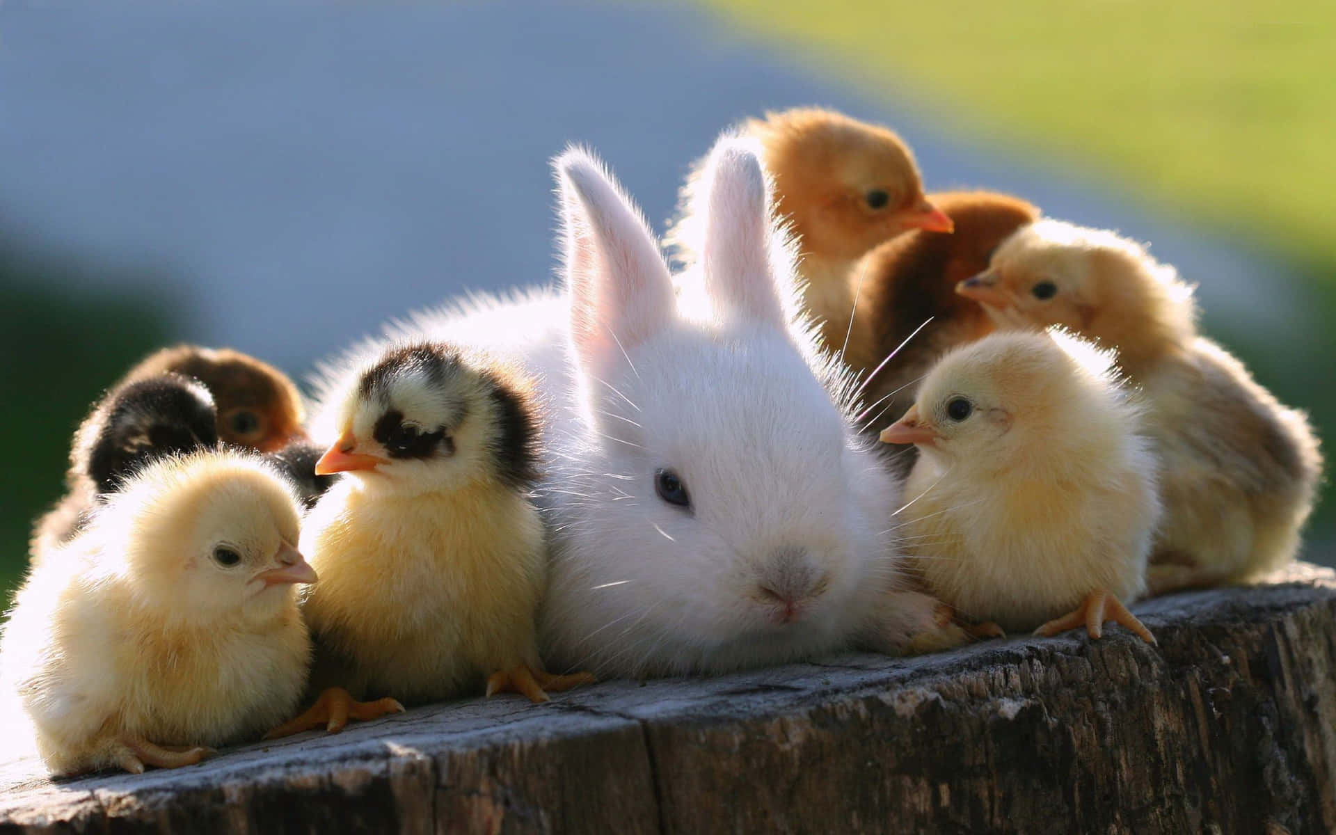A White Rabbit With A Group Of Chickens