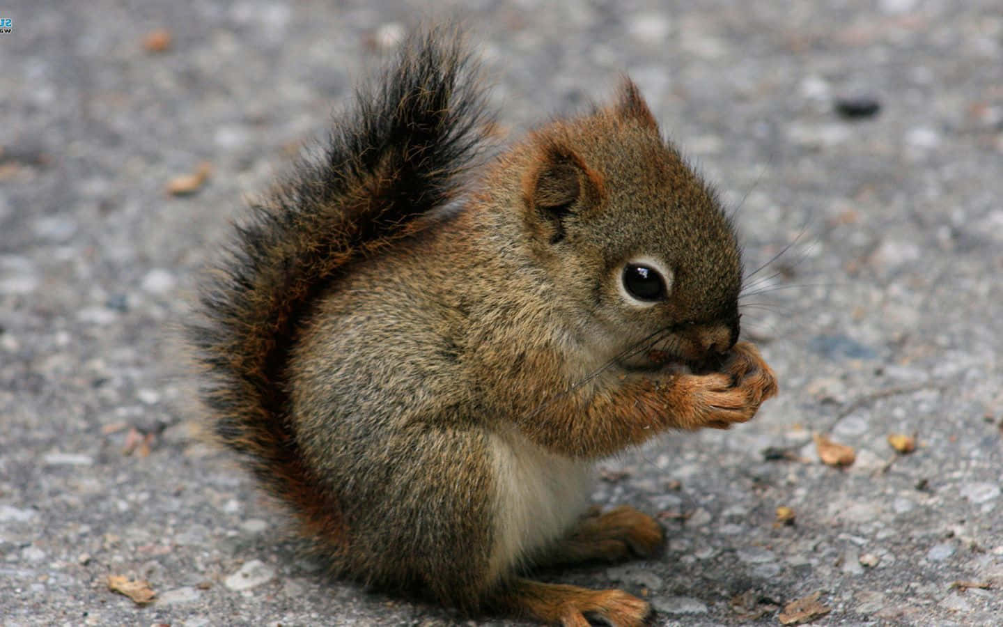 En egern spiser et stykke mad mod en sort baggrund
