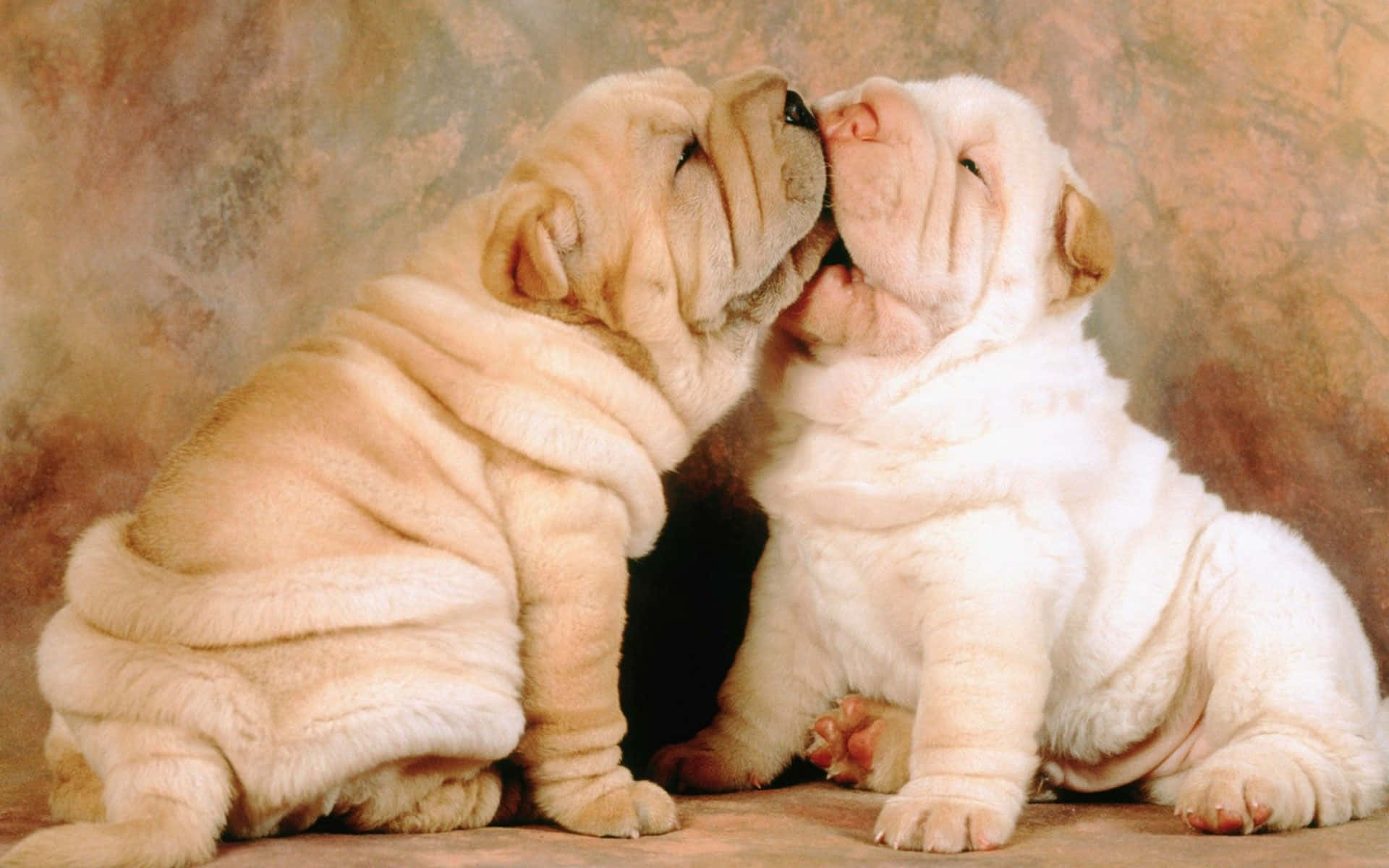Two White Puppies Are Kissing Each Other