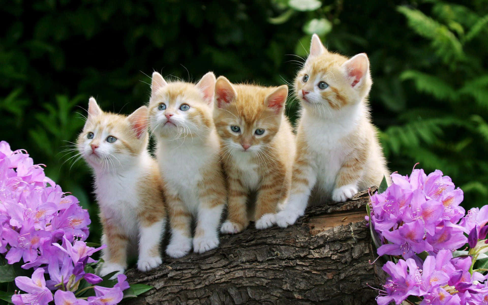Fire katte siddende på et trægrene