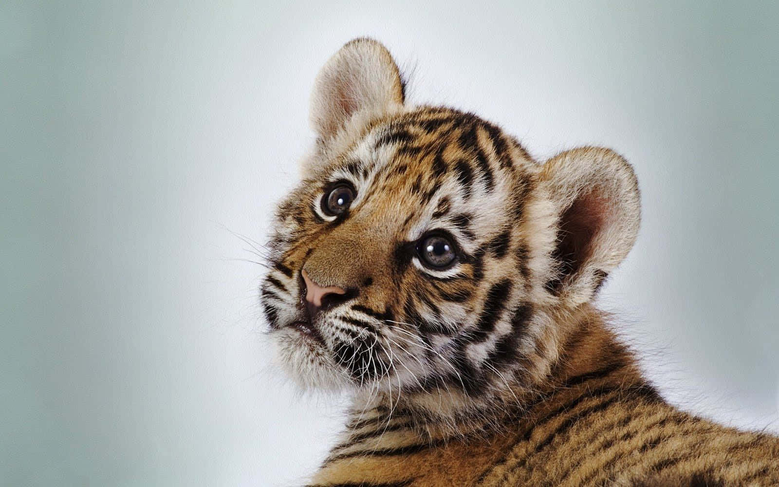 Could this cute baby animal be any cuter?