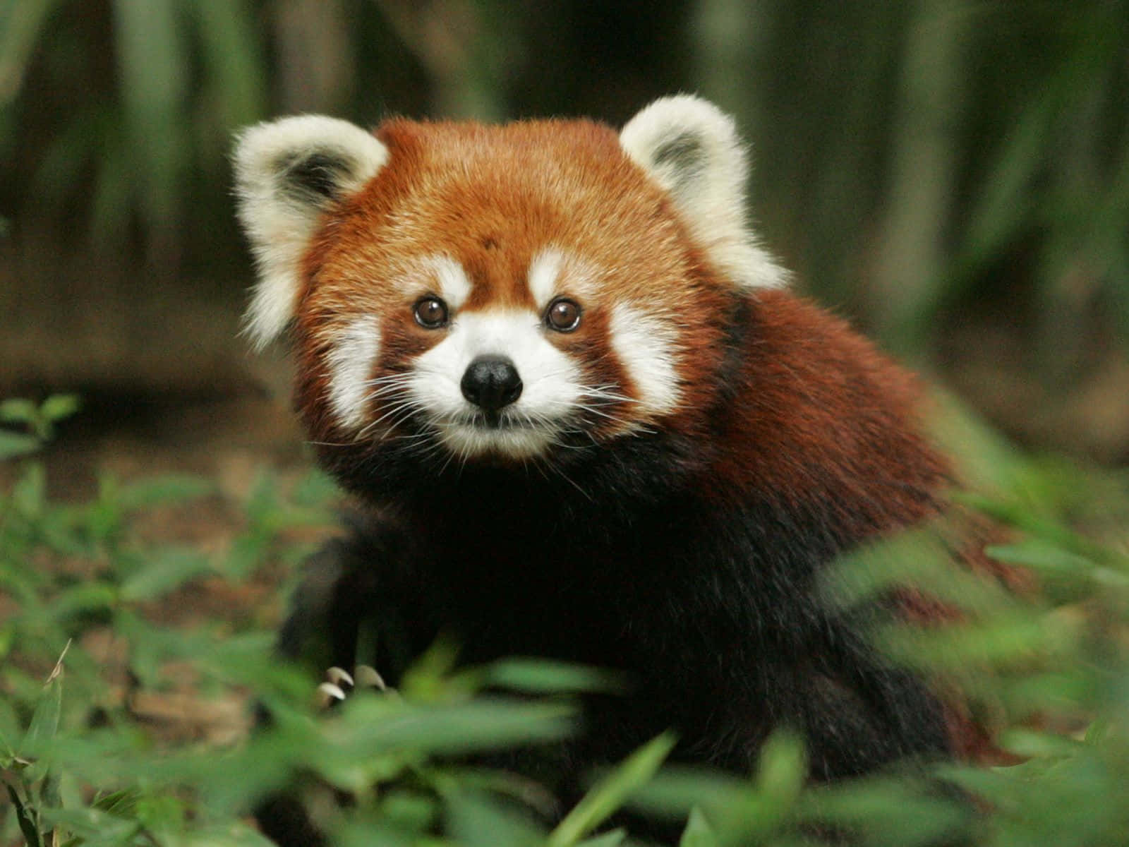 A Red Panda In The Woods