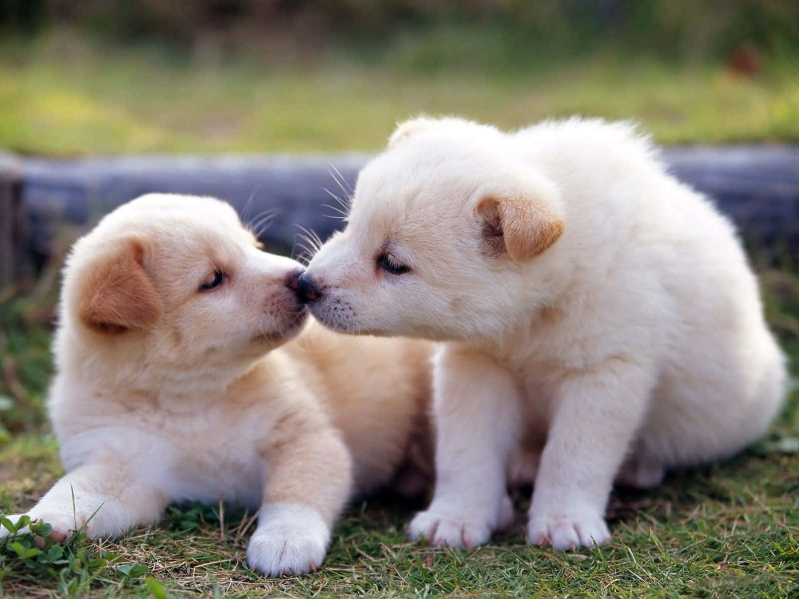 Two White Puppies Kissing On The Grass