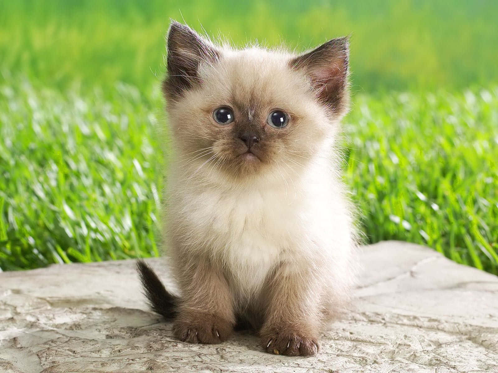 a small kitten sitting on a rock in the grass