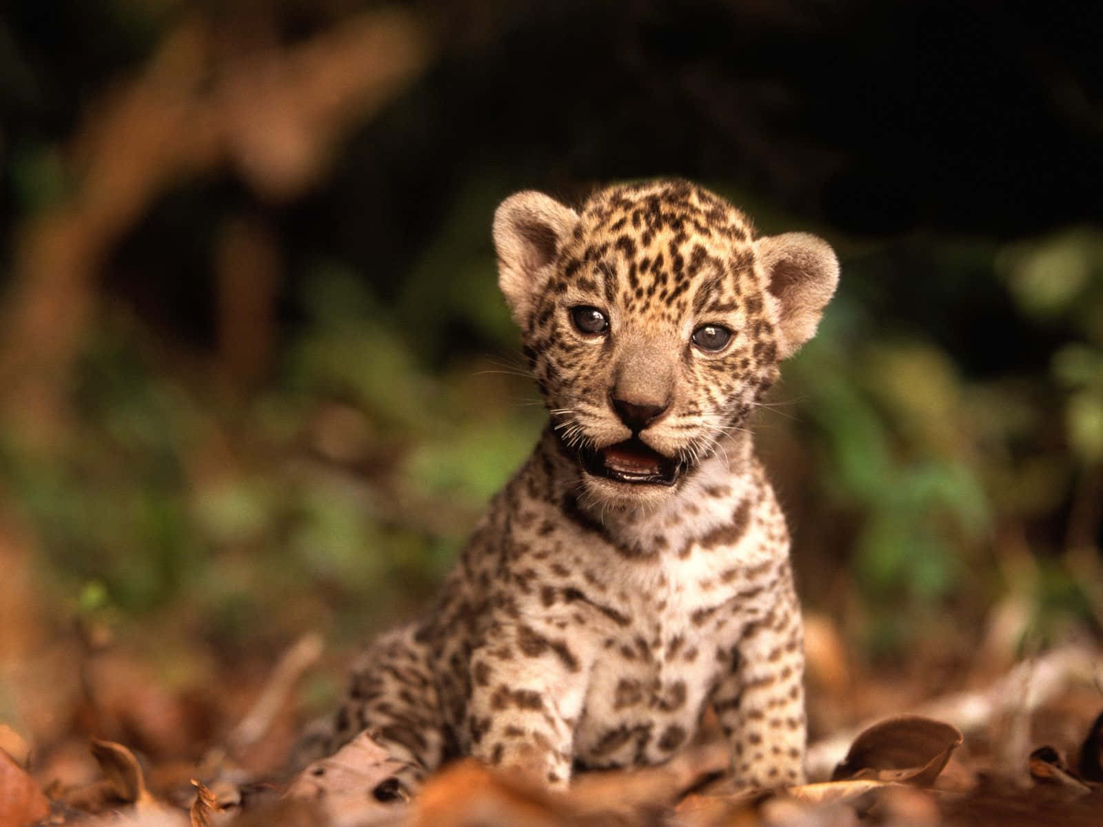 A Baby Leopard Is Sitting In The Leaves