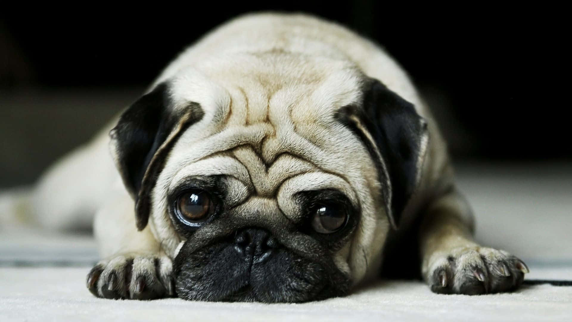 A Pug Dog Laying On The Floor With Its Eyes Closed