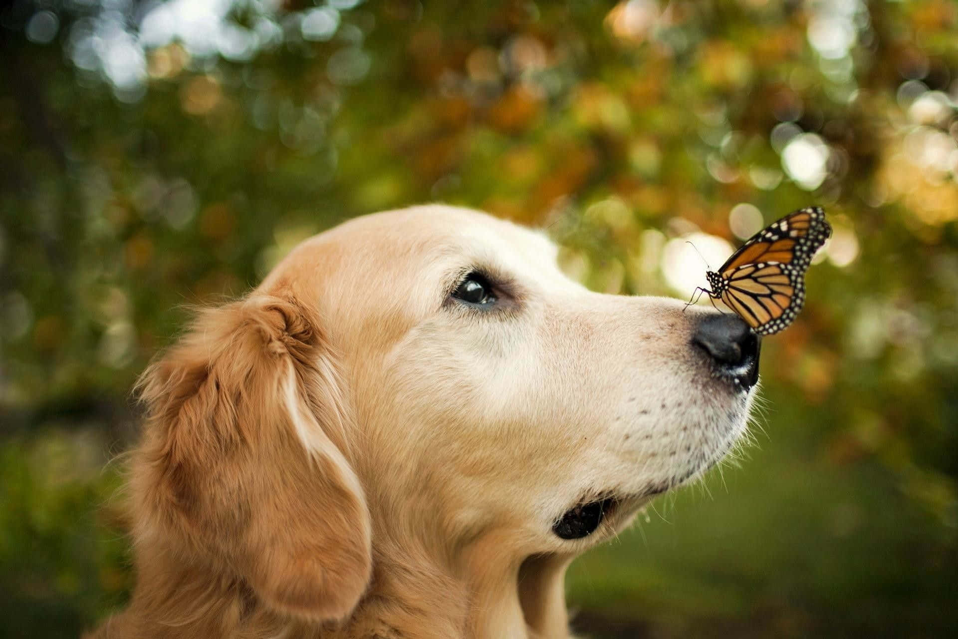 Golden Retriever Dog With Butterfly On His Nose