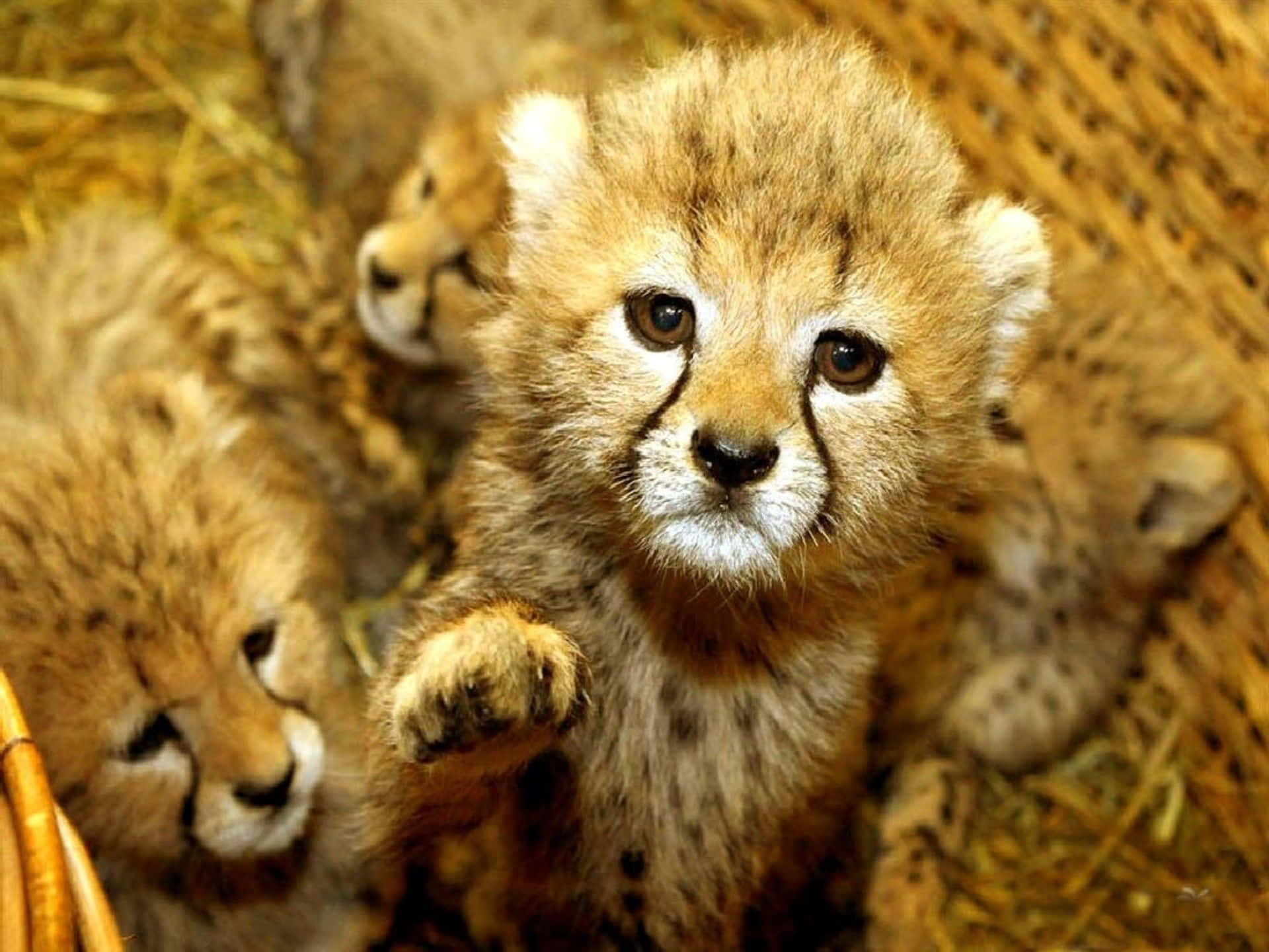 Cheetah Cubs In A Basket With Straw