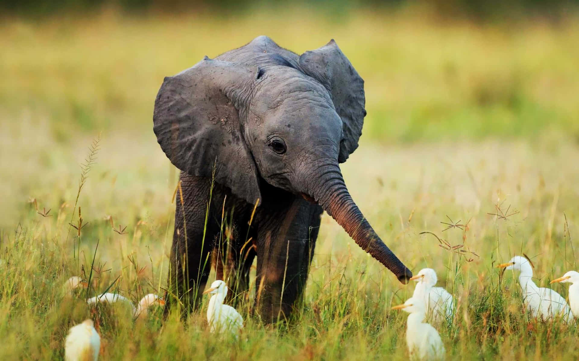 An Elephant Is Standing In The Grass With Ducks