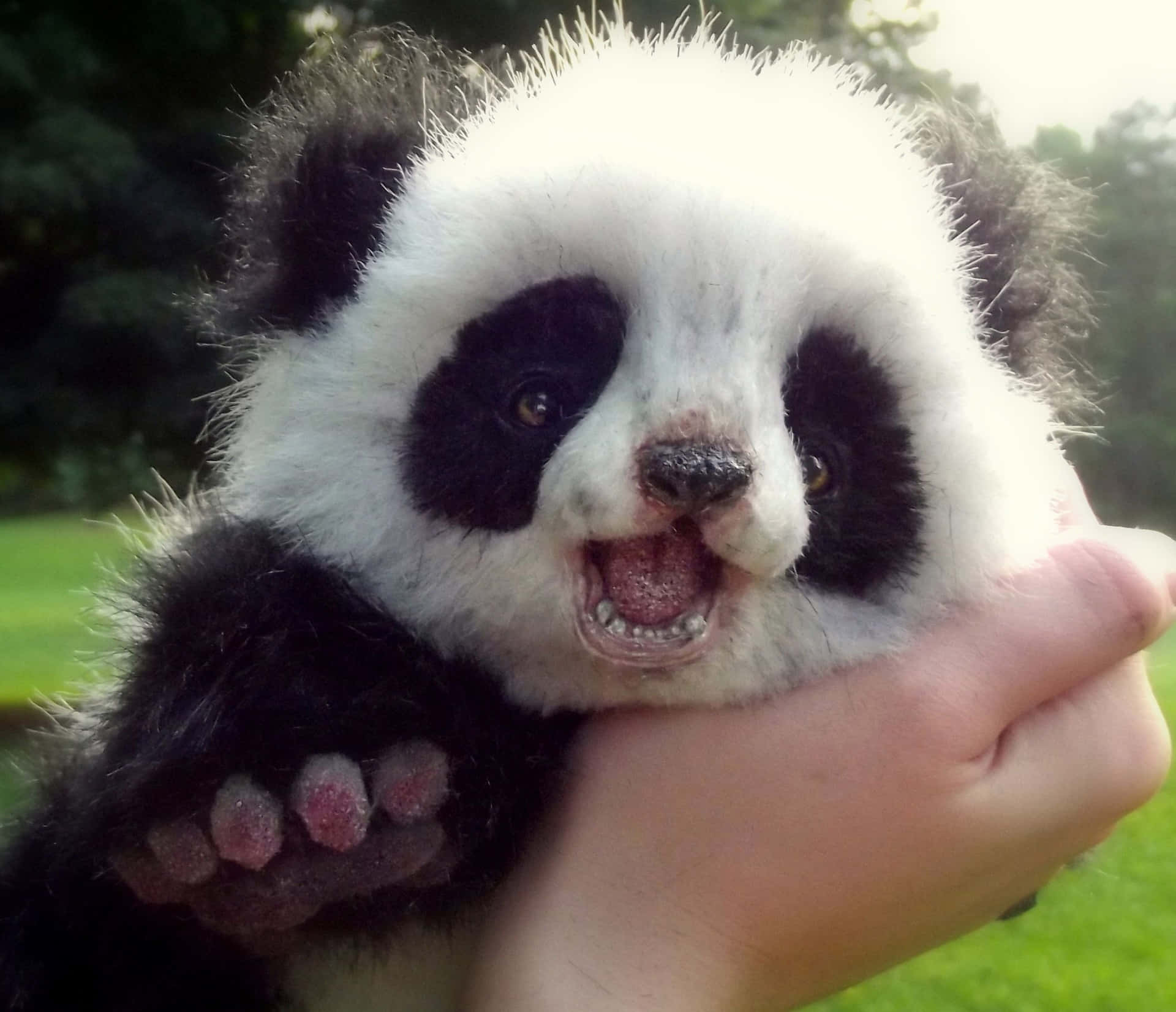 Unoso Panda Está Siendo Sostenido En Las Manos De Alguien.
