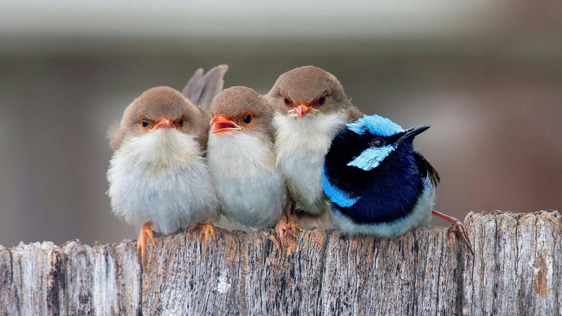 Cute Baby Birds Wallpaper