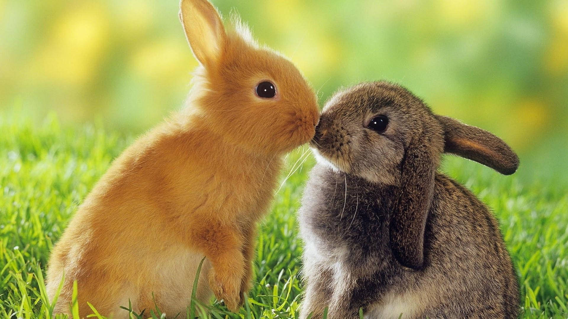 Cute Baby Bunnies Kissing Wallpaper