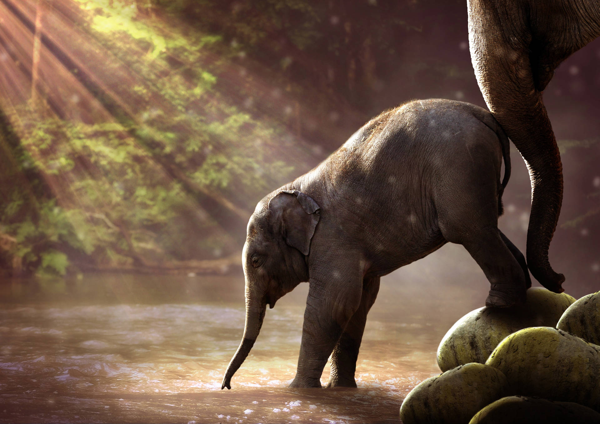 Sötbebis-elefant Dricker Vatten. Wallpaper